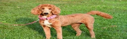 Standard Poodle dogs for sale: Lucy - Ad 5