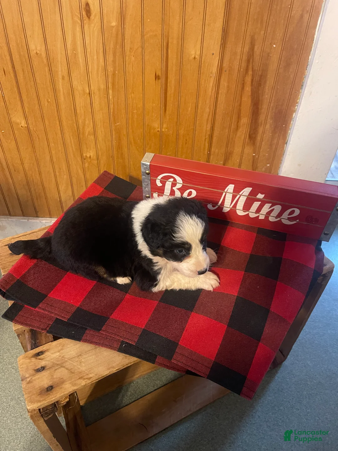 Australian Shepherd dogs for sale: Archer - Ad 13