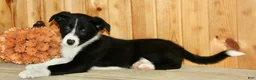 Border Collie dogs for sale: Annie  - Ad 6