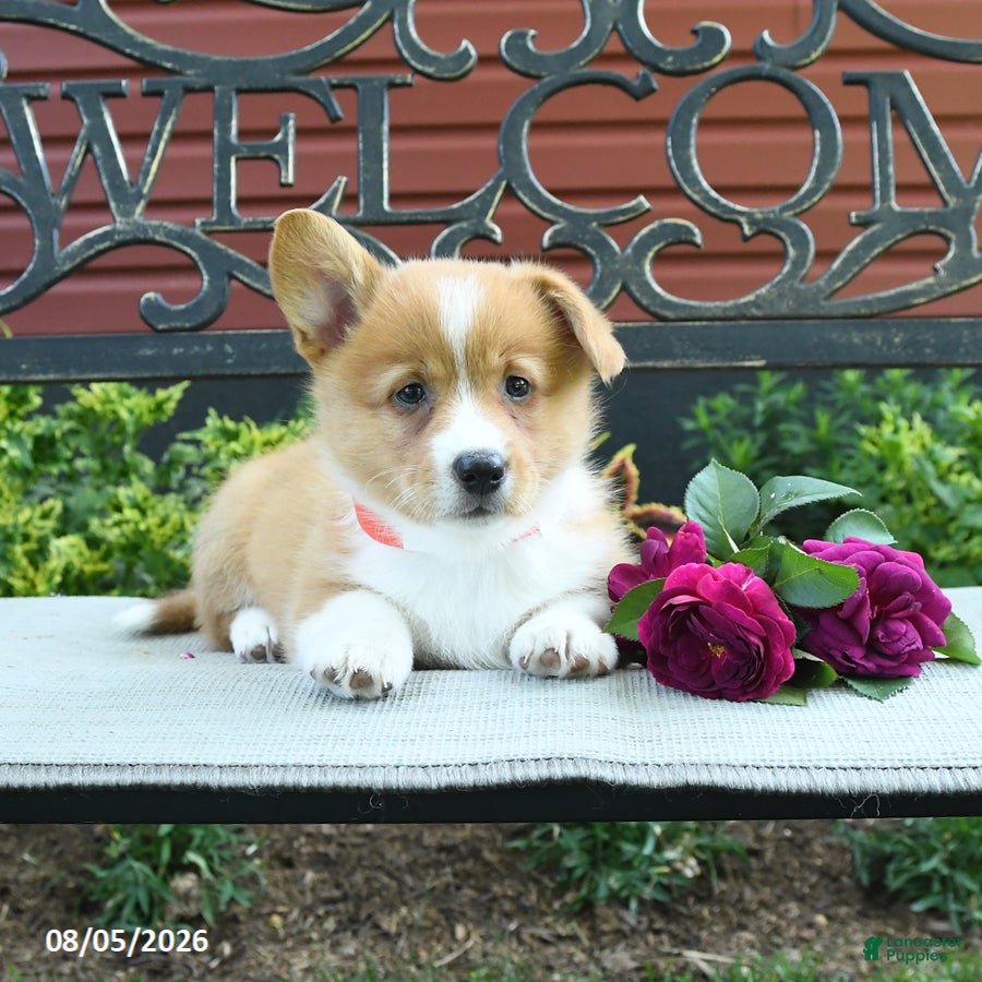 Welsh Corgi Pembroke dogs Rosa  - Ad 2