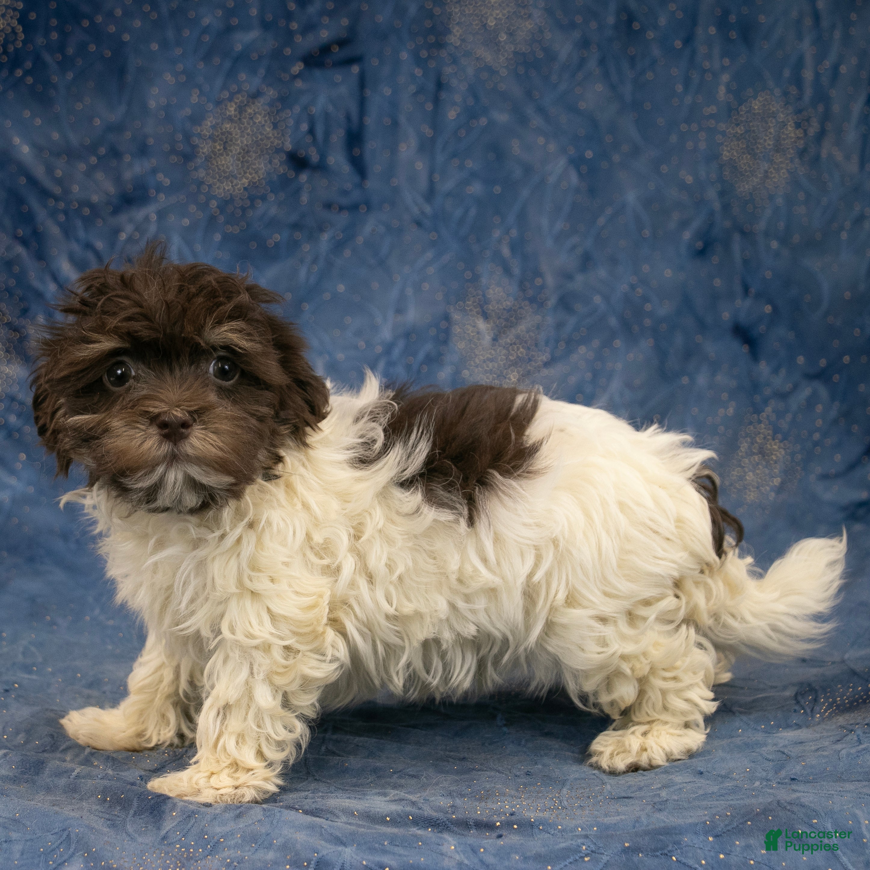 Havanese dogs Dexter - Ad 2