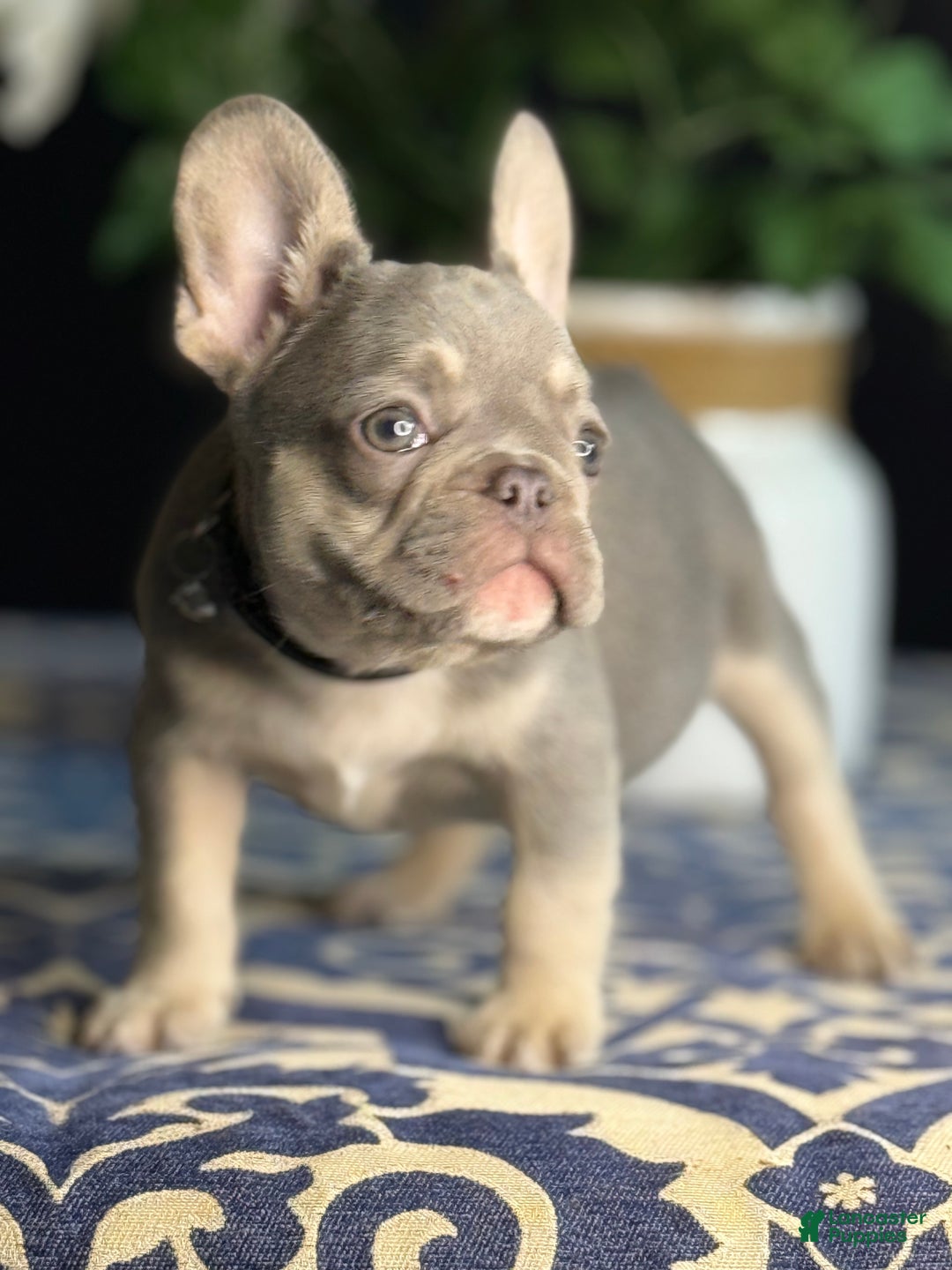 French Bulldog dogs for sale: Nipster - Ad 5