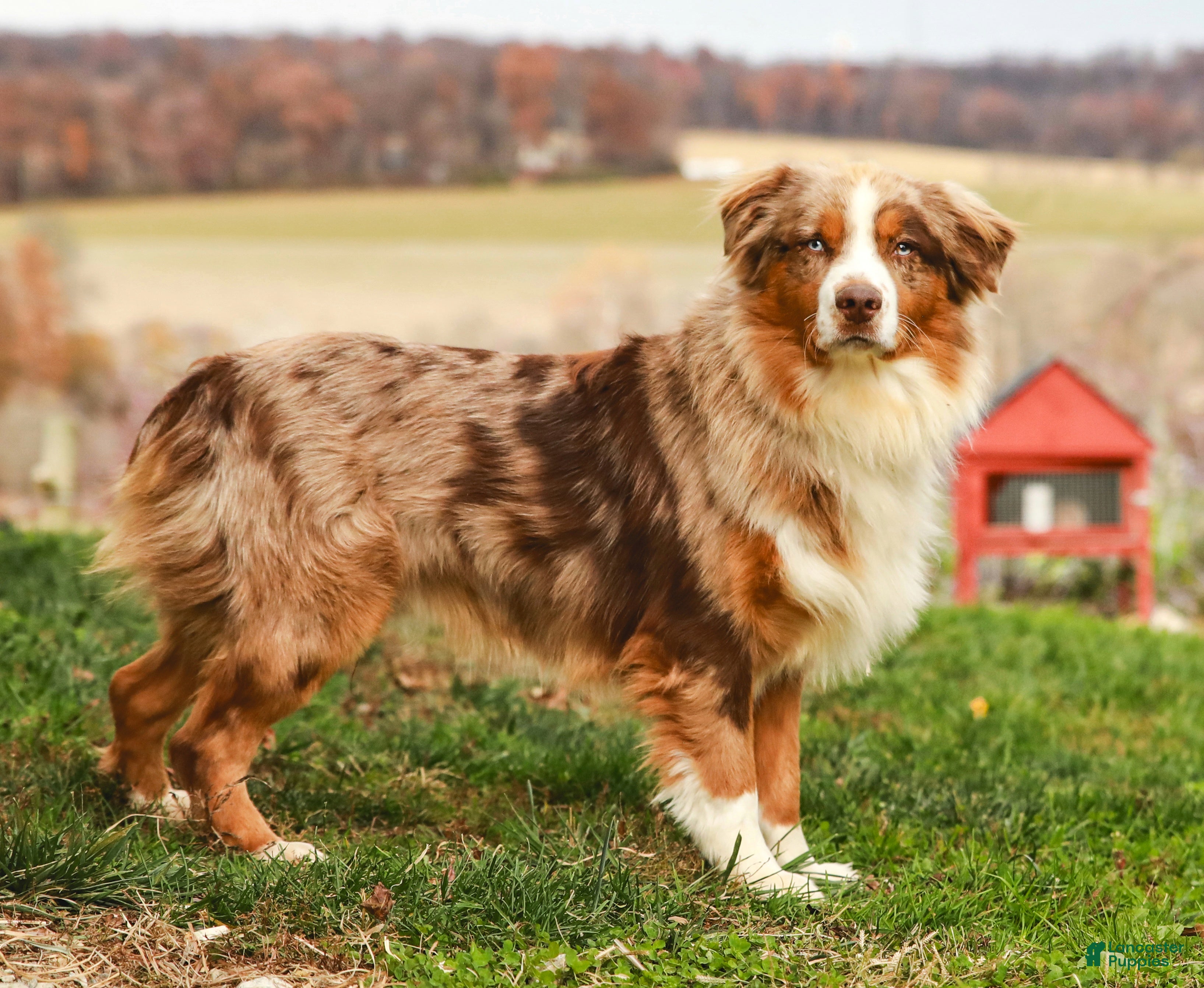 Australian Shepherd dogs Tess - Ad 2
