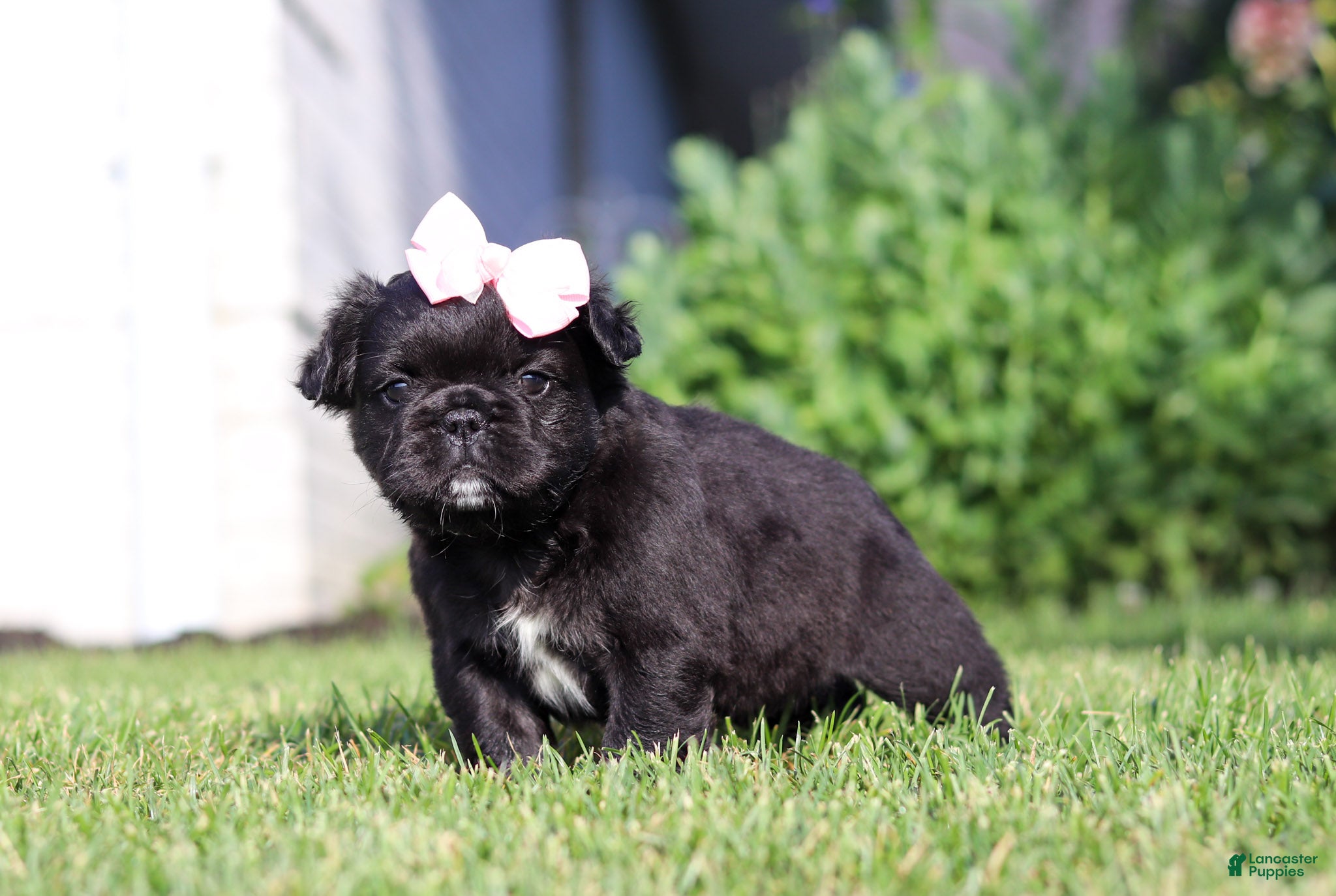 French Bulldog dogs Regina - Ad 2