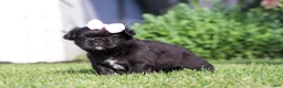 French Bulldog dogs for sale: Regina - Ad 2