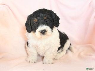 Mini Bernedoodle dogs - Ad 12