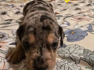 Mixed Breed dogs Mixed Breed Puppy 2 - Ad 26