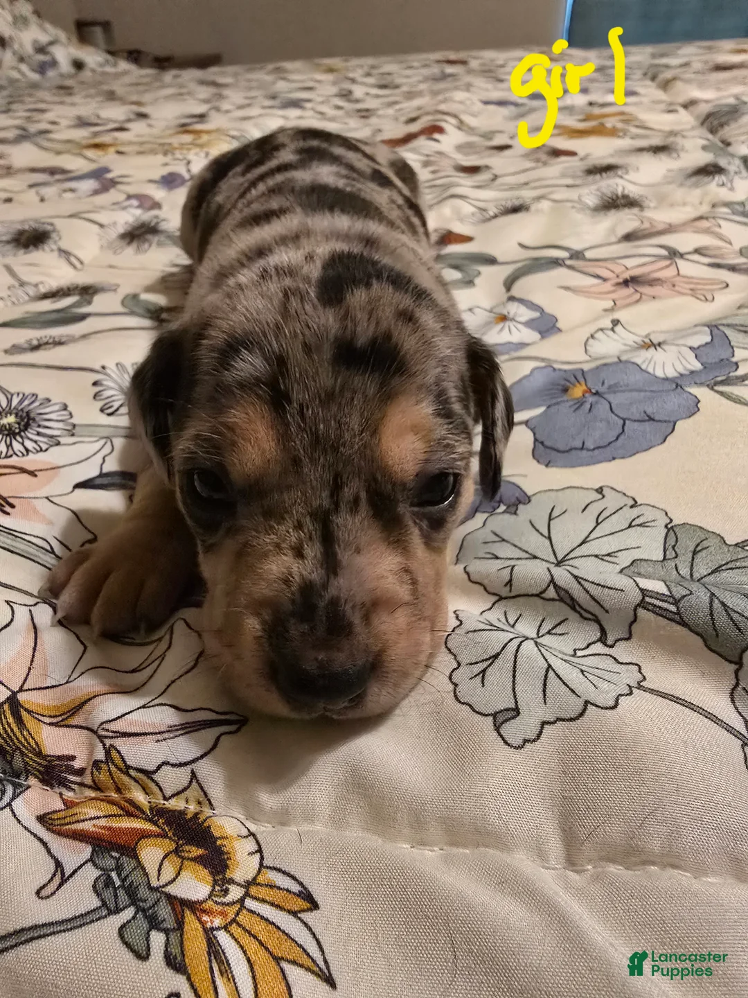 Mixed Breed dogs for sale: Mixed Breed Puppy 2 - Ad 1