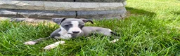 Italian Greyhound dogs for sale: Fiona - Ad 14