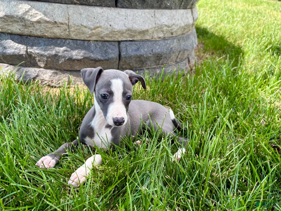 Italian Greyhound dogs for sale: Fiona - Ad 14