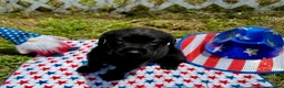 Labrador Retriever dogs for sale: Sparky - Ad 3