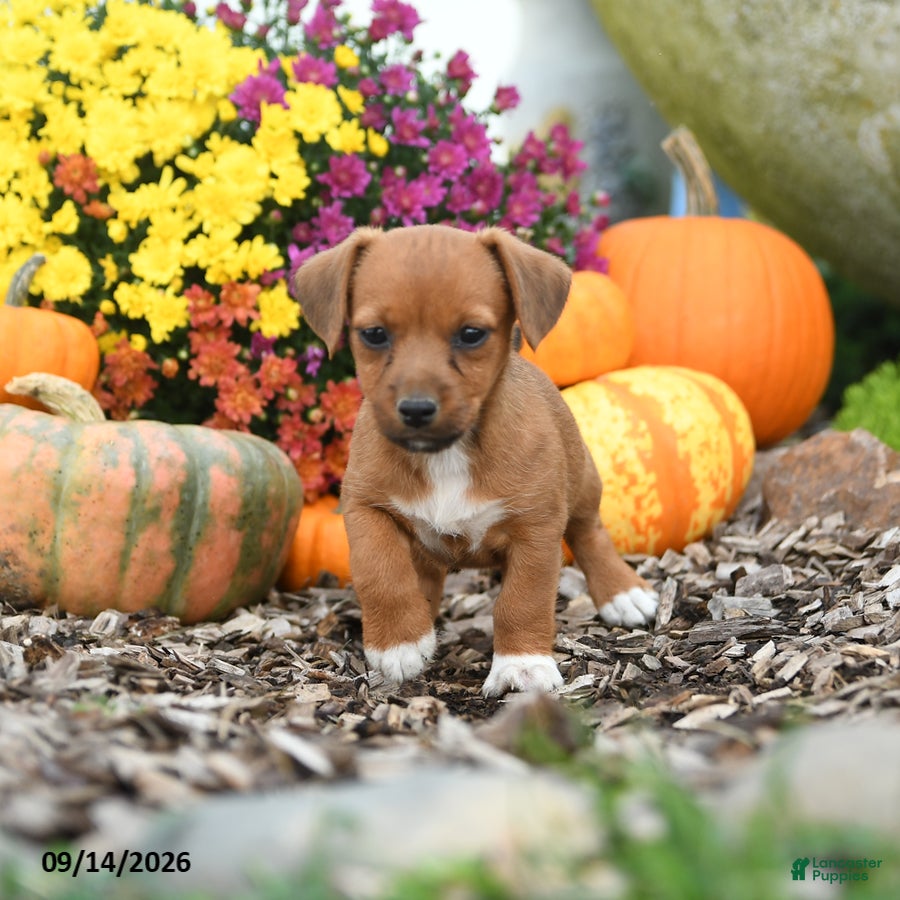 Mixed Breed dogs Dandy - Ad 2