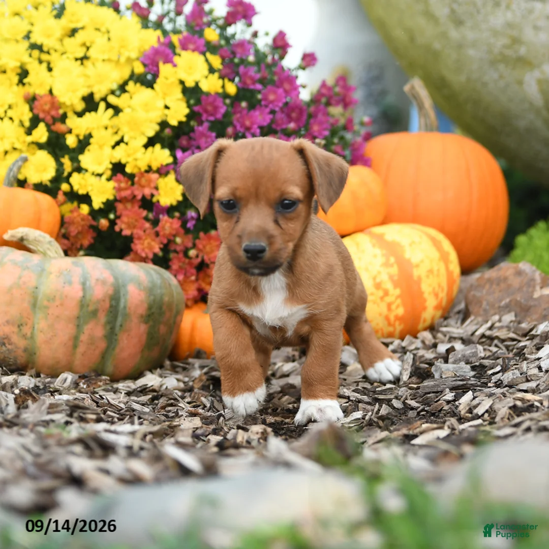 Mixed Breed dogs for sale: Dandy - Ad 2