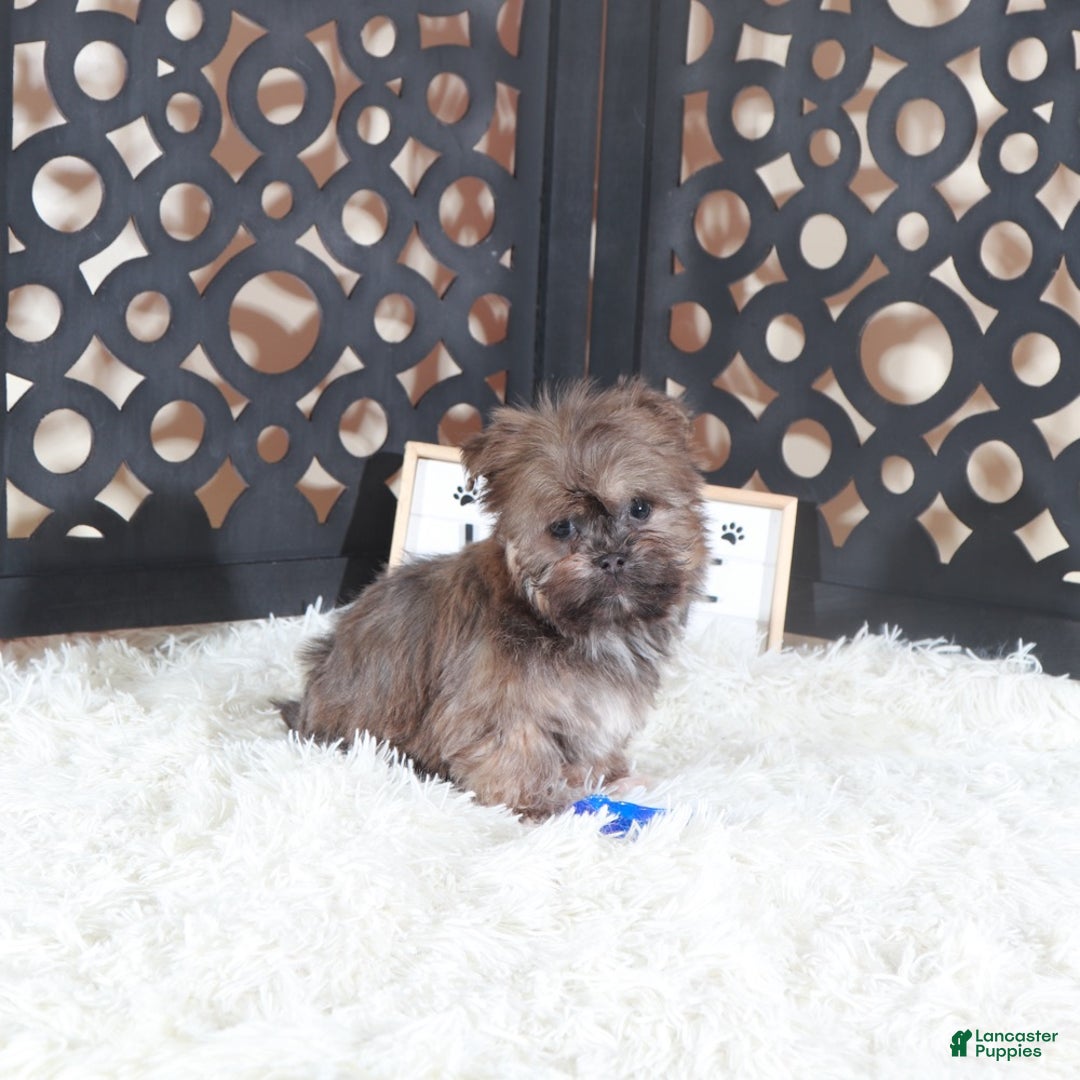 Havanese dogs for sale: Havanese Puppy Charlie - Ad 4