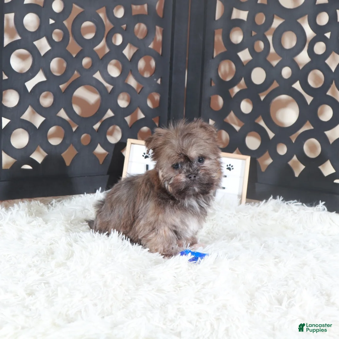 Havanese dogs for sale: Havanese Puppy Charlie - Ad 4