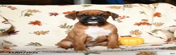 Boxer dogs for sale: Basil - Ad 8