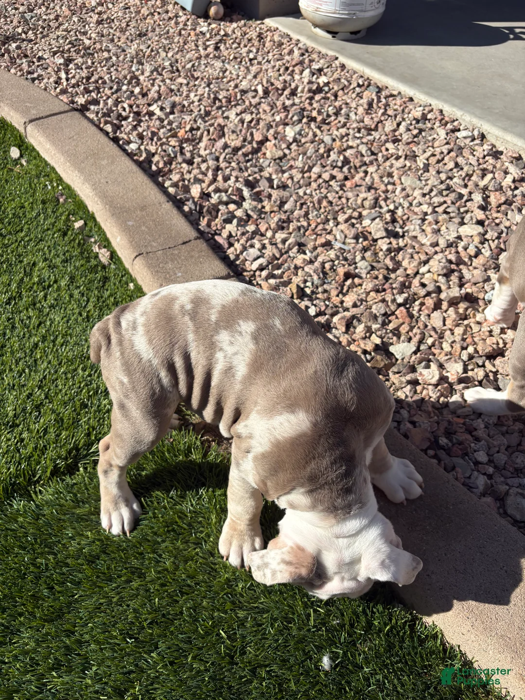 Olde English Bulldogge dogs for sale: Olde English Bulldogge Puppy 1 - Ad 6