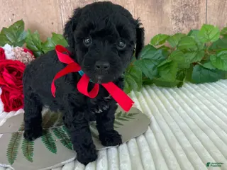 Mini Goldendoodle dogs Miss Waves - Ad 10