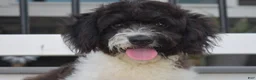 Cavapoo dogs for sale: Karson - Ad 4