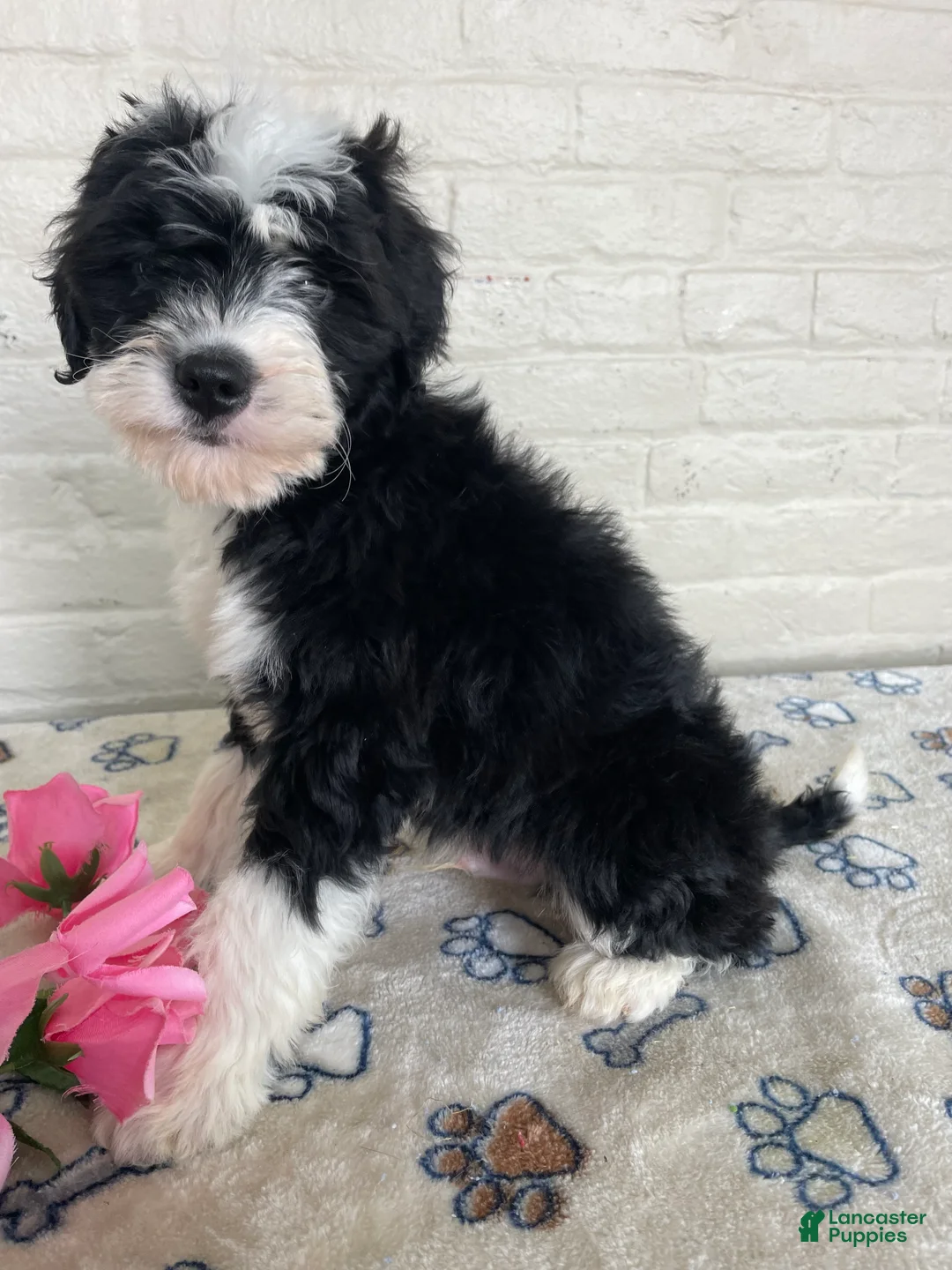 Mixed Breed dogs for sale: Oreo - Ad 2