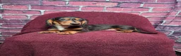 Miniature Dachshund dogs for sale: Max - Ad 3