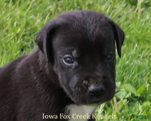 Great Dane dogs MIlo - Ad 40