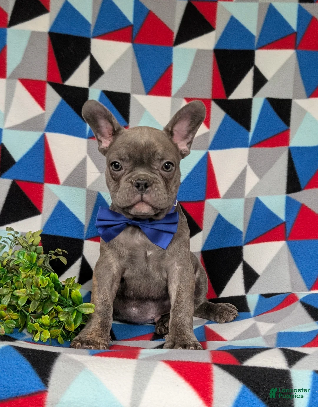 French Bulldog dogs for sale: Duffy - Ad 1