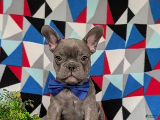 French Bulldog dogs for sale: Duffy - Ad 3
