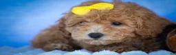 Bichpoo dogs for sale: Nella🌸 - Ad 4