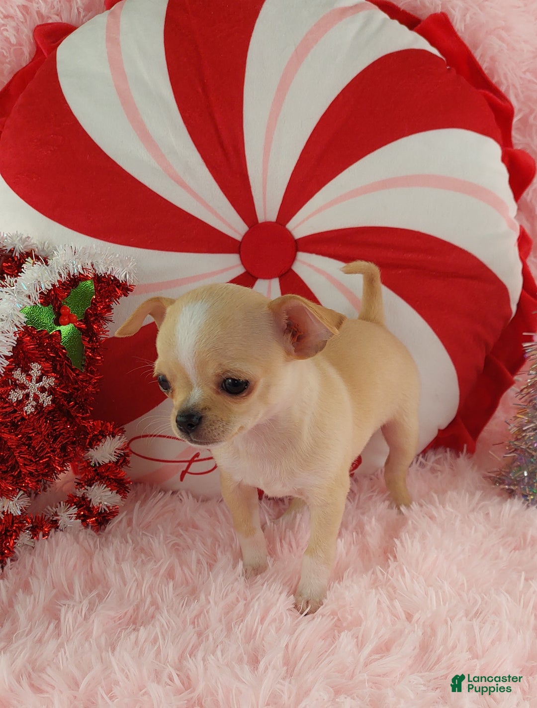 Chihuahua dogs for sale: Chihuahua Puppy 2 - Ad 10