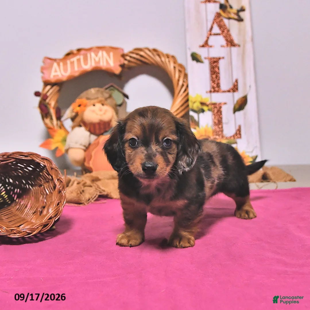 Dachshund dogs for sale: Mitch - Ad 2