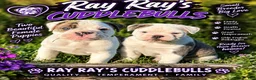 Olde English Bulldogge dogs for sale: Ingrid - Ad 3