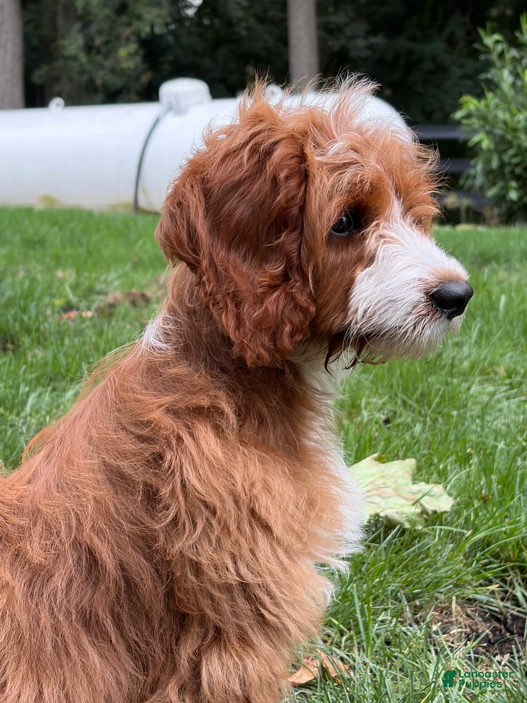 Mini Goldendoodle dogs for sale: Roscoe - Ad 2
