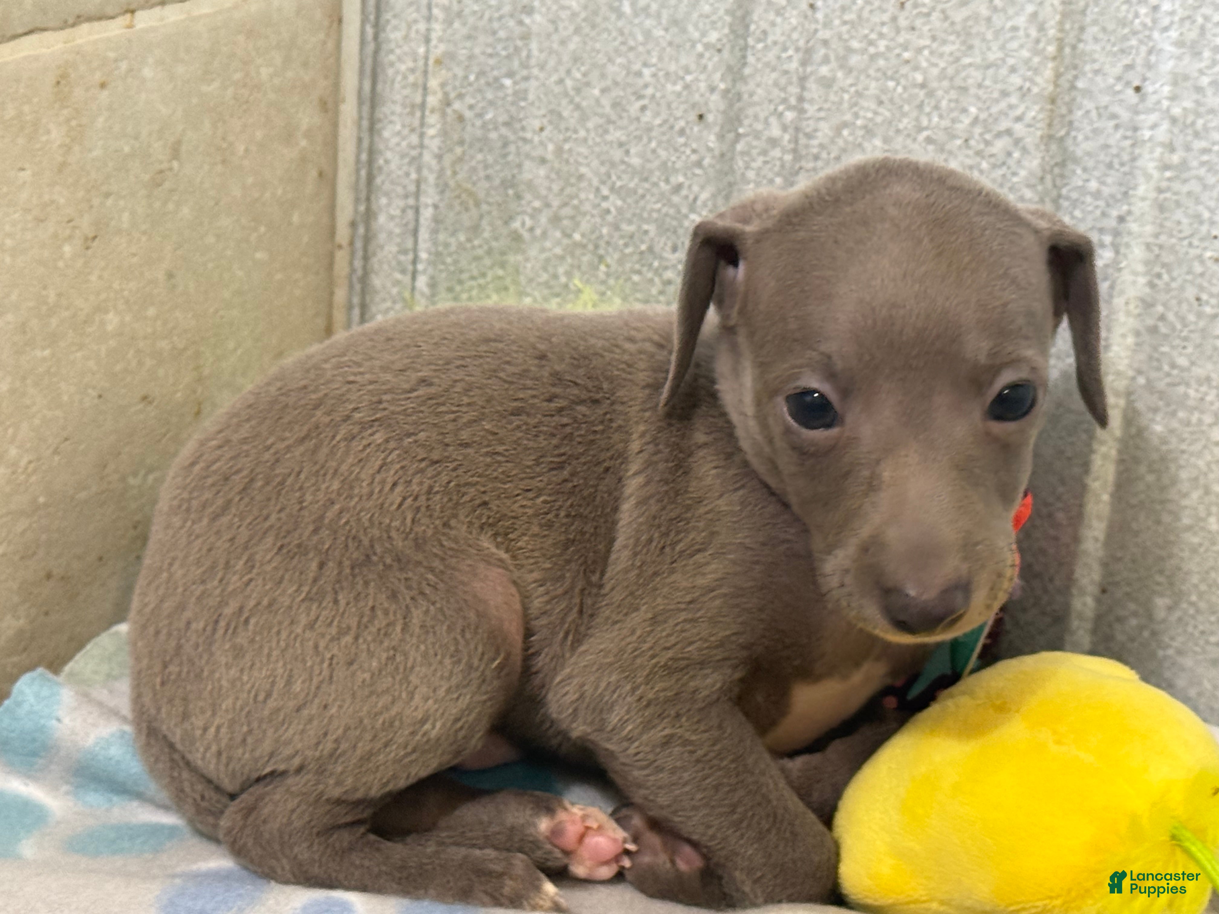 Italian Greyhound dogs Bear - Ad 2