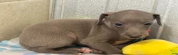 Italian Greyhound dogs for sale: Bear - Ad 2