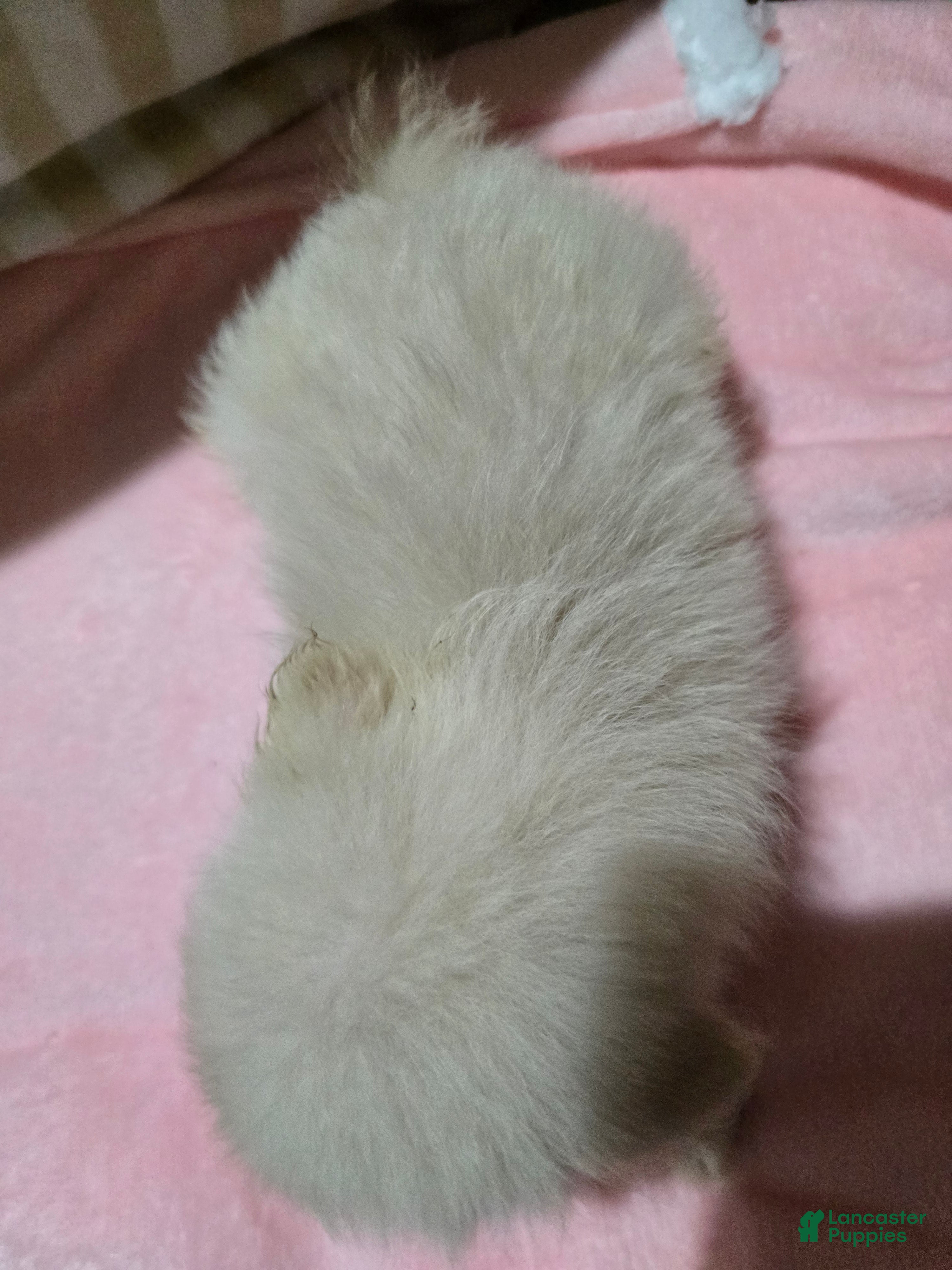 Pomeranian dogs Shelly - Ad 2