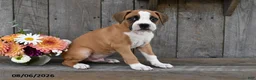 Boxer dogs for sale: Fritz - Ad 5