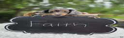 Miniature Dachshund dogs for sale: Faith - Ad 3