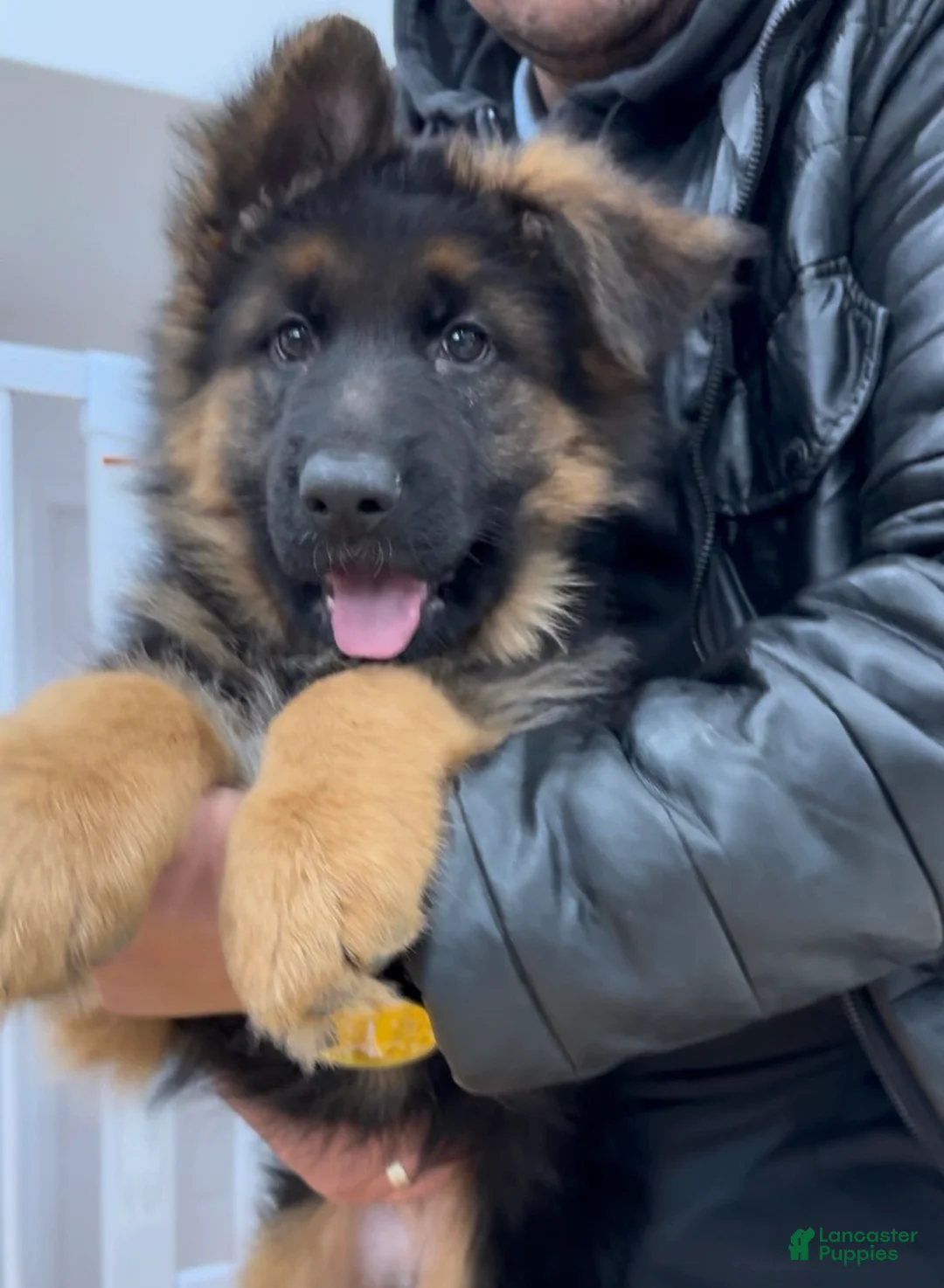 German Shepherd dogs for sale: Sugar - Ad 8