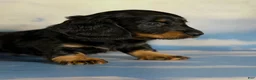 Miniature Dachshund dogs for sale: Paco LH  - Ad 6