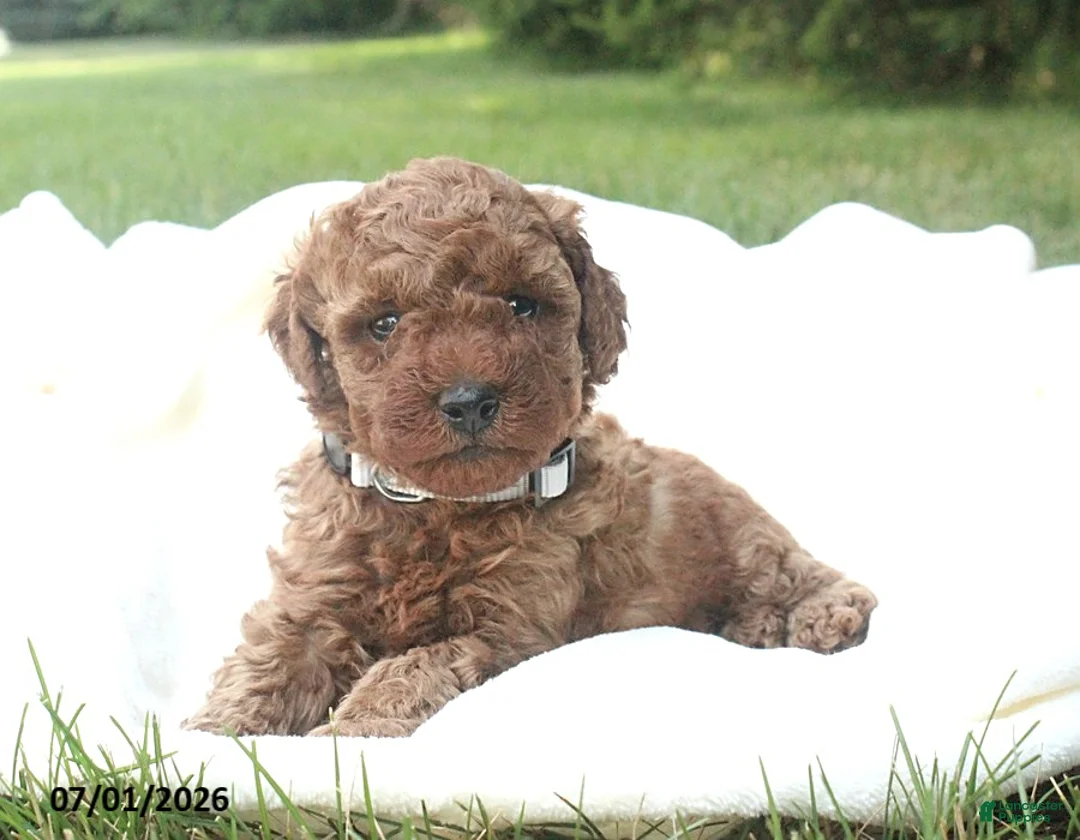 Miniature Poodle dogs for sale: Ranger - Ad 2