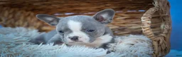 Frenchton dogs for sale: Pumpkin 🎃 - Ad 11