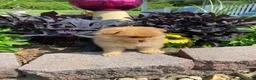 Pomeranian dogs for sale: Pomeranian 5 - Ad 8