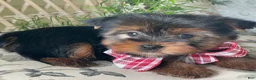 Yorkshire Terrier dogs for sale: Sushi - Ad 12