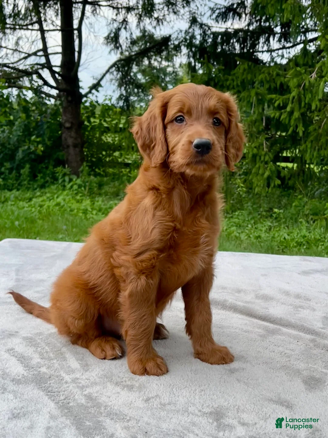 Goldendoodle dogs for sale: Faith medium sized - Ad 1