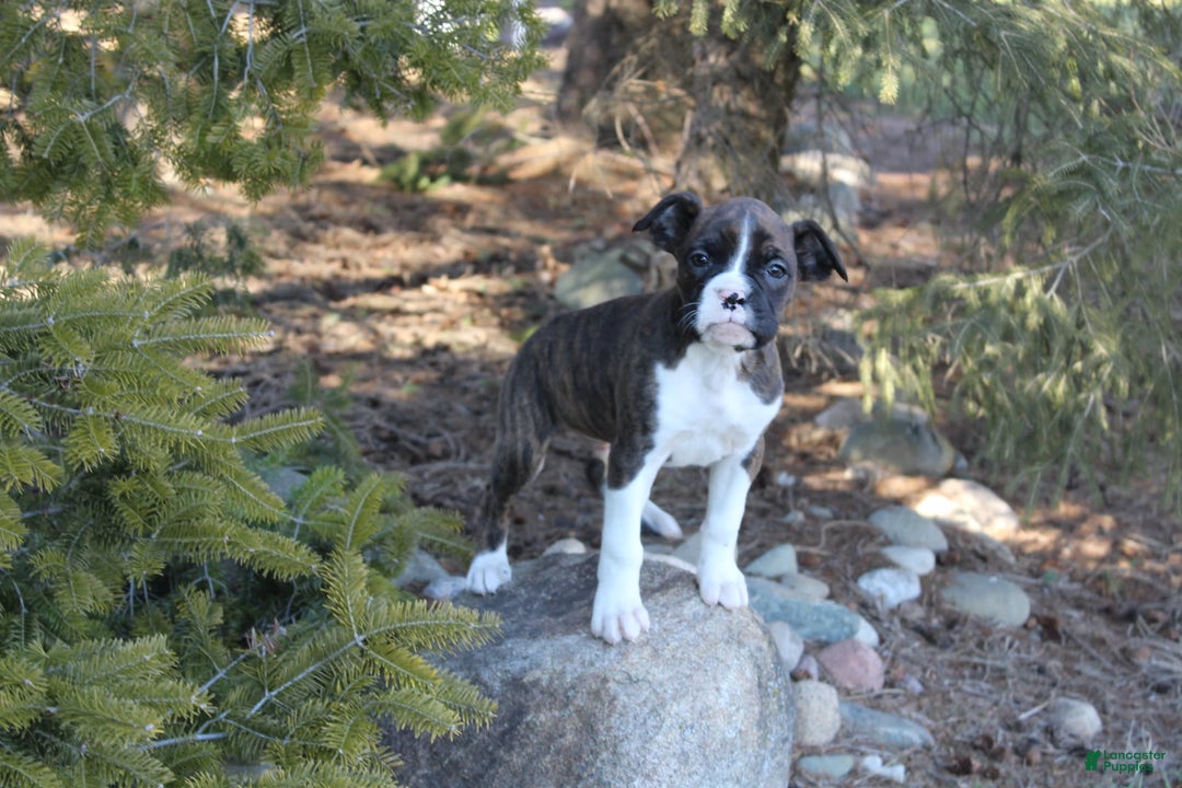 Gallery Image {{count}}