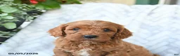 Cavapoo dogs for sale: Buddy - Ad 4