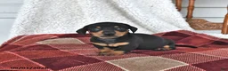 Miniature Dachshund dogs for sale: Cooper - Ad 4