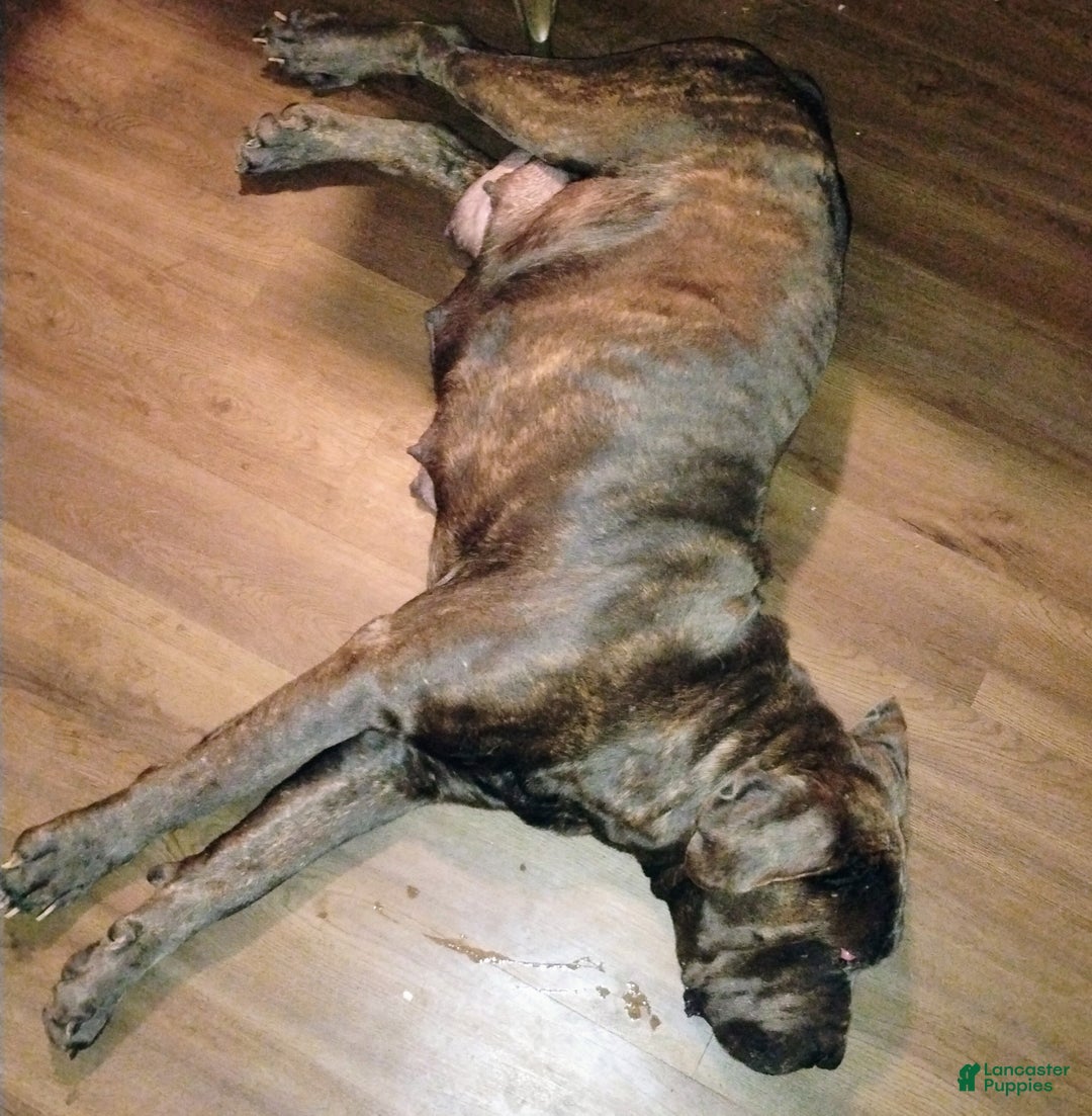 Mixed Breed dogs for sale: Blue collar  - Ad 2