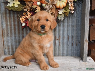 Golden Retriever dogs - Ad 34